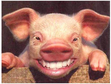 Grinse-Schwein.jpg