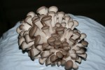 austernseitling---pleurotus-ostreatus-1