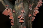 judasohr-,-mu-err---auricularia-auricula-judae-1