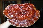 lackporling-,-ling-zhi---ganoderma-lucidum-1
