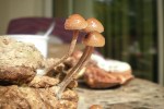 mistkahlkopf---psilocybe-merdaria-1