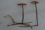 nadelstinkschwindling