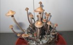 panaeolus-cinctulus-1