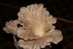 pleurotus-cornucopiae