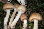 riesen-champignon---agaricus-augustus-1