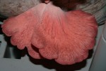 rosa-seitling-,-flamingo---pleurotus-salmoneo-stramineus-1
