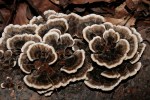 schmetterlingstramete---trametes-versicolor-1
