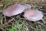 violetter-roetelritterling---lepista-nuda-1